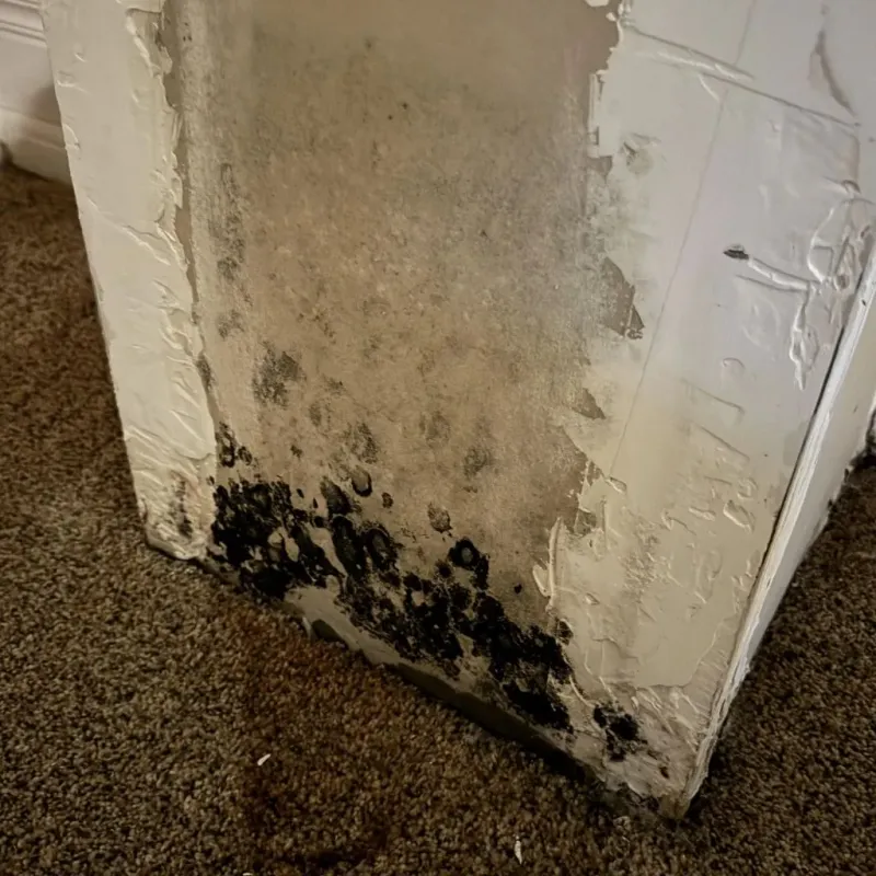 Professional Mold Removal in Hamilton County, IN